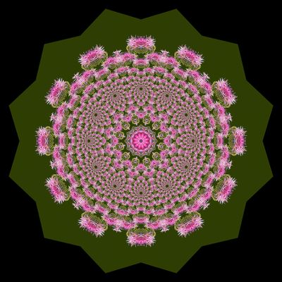 Evolved kaleidoscope created with a wildflower