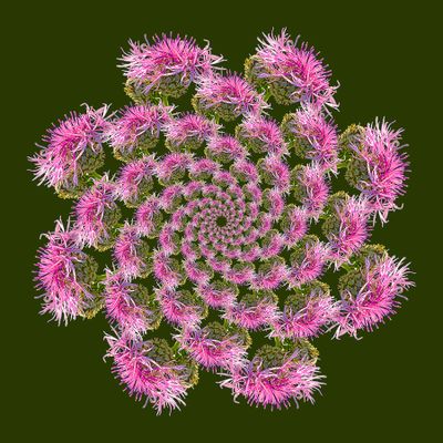 Spiral creation with 104 copies of a wildflower