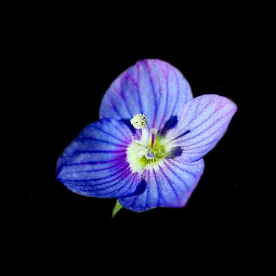 Small wildflower (Veronica arvensis / Corn Speedwell) used to create kaleidoscopic pictures900IMG_9549ca2.jpg