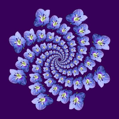 Spiral arrangement created with a wildflower. 136 copies of the same flower