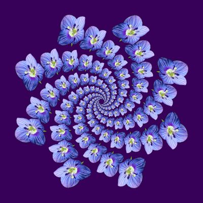 Spiral arrangement created with a wildflower. 136 copies of the same flower