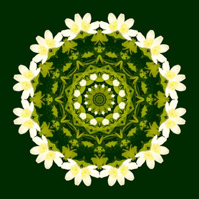 Kaleidoscope created with a wildflower of the forest
