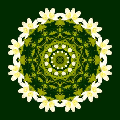 Kaleidoscope created with a wildflower of the forest