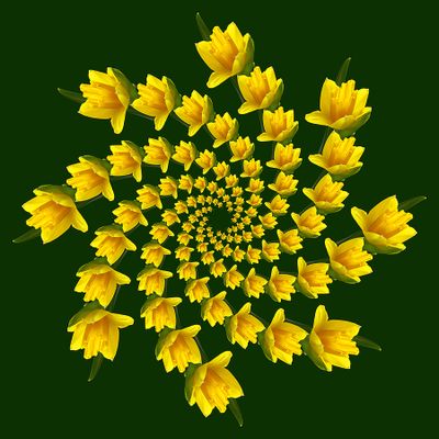 Spiral creation with a springflower (104 copies of the same flower)
