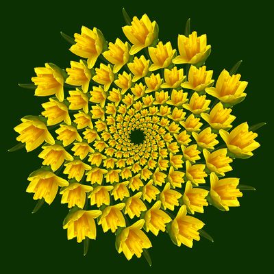 Spiral creation with a springflower (156 copies of the same flower)