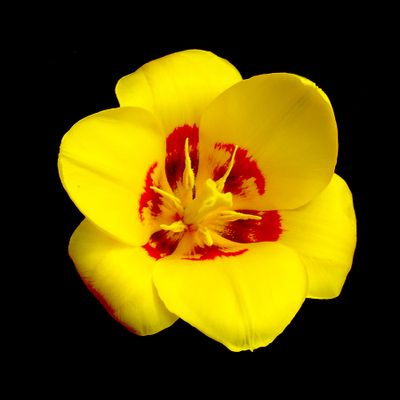 Tulip picture that was used to create spiral arrangements and kaleidoscopic pictures