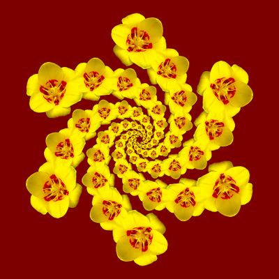Spiral arrangement created with a tulip flower