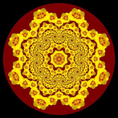 Evolved kaleidoscope created with a tulip flower