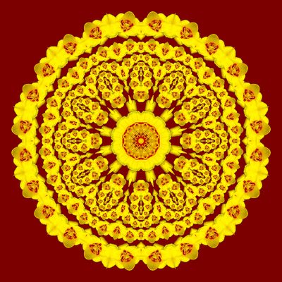 Evolved kaleidoscope created with a tulip flower