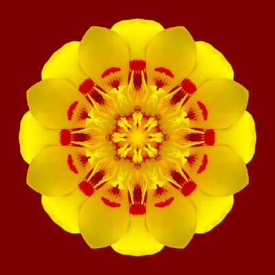 Kaleidoscopic picture created with a tulip flower
