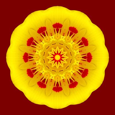Kaleidoscopic picture created with a tulip flower