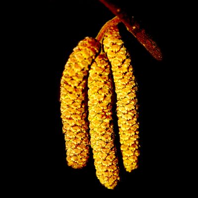 Pollen bud of a hazel bush seen in the forest