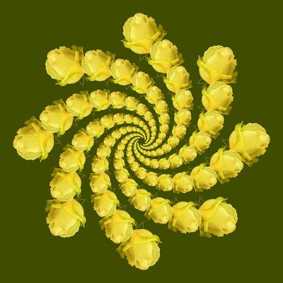 Spiral creation with a yellow rose - 136 copies of the same rose