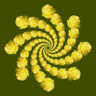 Spiral creation with a yellow rose - 136 copies of the same rose