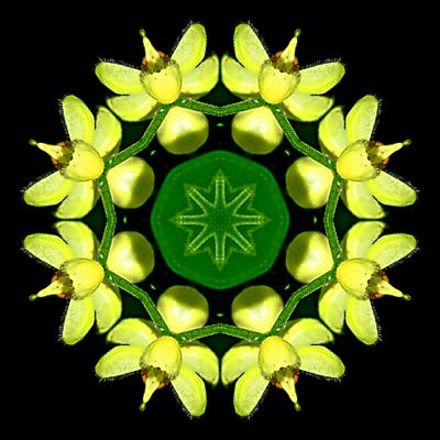 Kaleidoscopic creation done with a wildflower seen in the forest