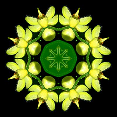 Kaleidoscopic creation done with a wildflower seen in the forest