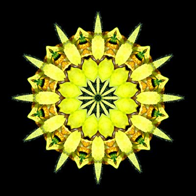 Kaleidoscopic creation done with a wildflower seen in the forest