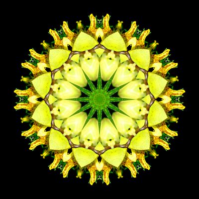 Kaleidoscopic creation done with a wildflower seen in the forest