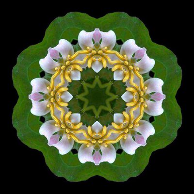 Kaleidoscopic creation done with a flower picture