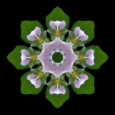 Kaleidoscopic creation done with a flower picture