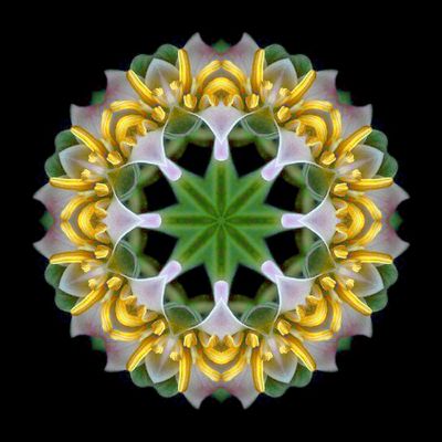 Kaleidoscopic creation done with a flower picture