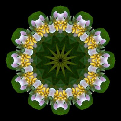 Kaleidoscopic creation done with a flower picture