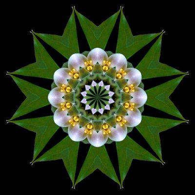 Kaleidoscopic creation done with a flower picture