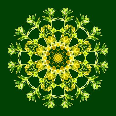 Kaleidoscopic picture created with a blooming bush seen in the forest in spring
