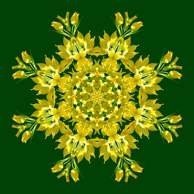 Kaleidoscopic picture created with a blooming bush seen in the forest in spring