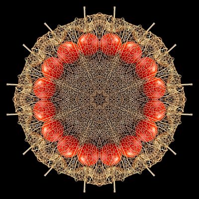 Kaleidoscopic picture created with a dry flower