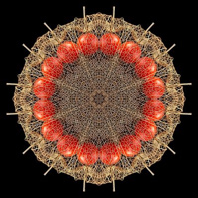 Kaleidoscopic picture created with a dry flower