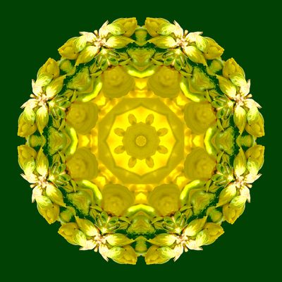 Kaleidoscopic picture created with a detail of a forsithia bush