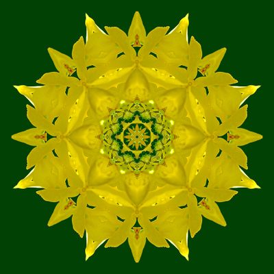 Kaleidoscopic picture created with a detail of a forsithia bush