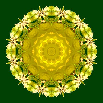 Kaleidoscopic picture created with a detail of a forsithia bush