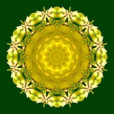 Kaleidoscopic picture created with a detail of a forsithia bush