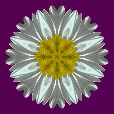 Kaleidoscopic picture created with a daisy flower