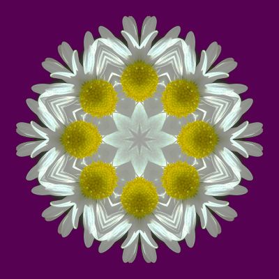 Kaleidoscopic picture created with a daisy flower