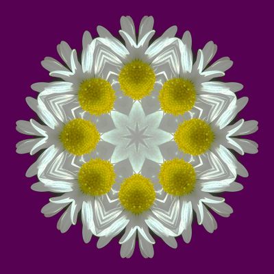 Kaleidoscopic picture created with a daisy flower