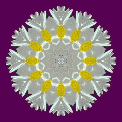 Kaleidoscopic picture created with a daisy flower