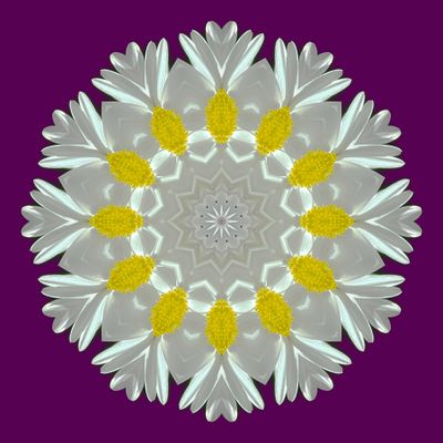 Kaleidoscopic picture created with a daisy flower