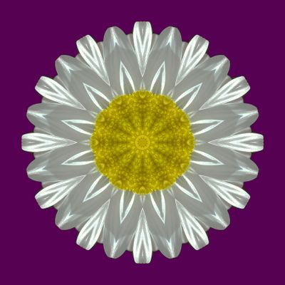 Kaleidoscopic picture created with a daisy flower