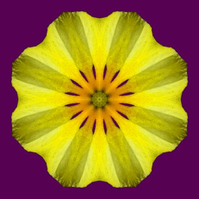 Kaleidoscopic picture created with a springflower in the garden