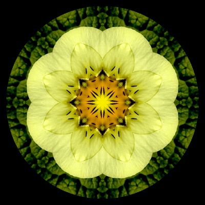 Kaleidoscopic picture created with a springflower in the garden