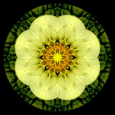 Kaleidoscopic picture created with a springflower in the garden