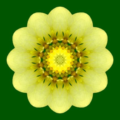 Kaleidoscopic picture created with a springflower in the garden
