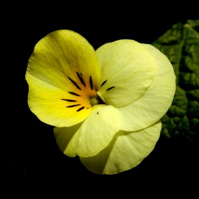 Springflower in the garden