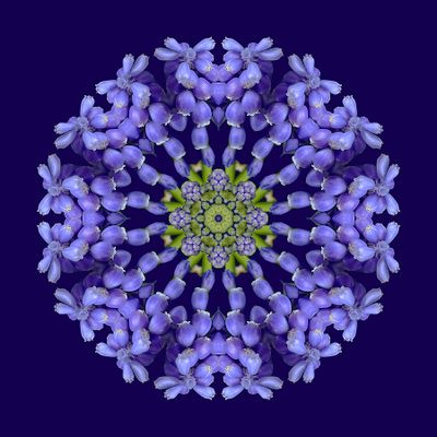 Kaleidoscopic picture created with a small flower in my garden