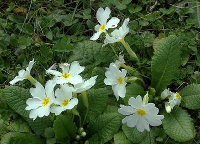 Early  wildflower in sping (Primula vulgaris)