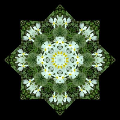 Kaleidoscopic picture created with an early wildflower