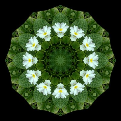 Kaleidoscopic picture created with an early wildflower